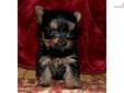 Price: $985
This advertiser is not a subscribing member and asks that you upgrade to view the complete puppy profile for this Yorkshire Terrier - Yorkie, and to view contact information for the advertiser. Upgrade today to receive unlimited access to