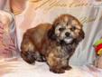 Price: $575
Precious Little Male Yorkie Poo. Tobias was born on 06-19-2013. Tobias has a thick red sable coat. For people wanting a low to no odor, low shedding, highly intelligent pet that is easy to maintain, you will love Tobias. If you have allergies