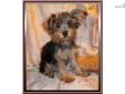 Price: $500
Precious Little Male Yorkie Puppy. Kipper is a playful little clown! Kipper was born on 04-21-2013. He will most likely mature to be blue and gold. Kipper has a beautiful fluffy coat. Mom and dad are both blue and gold. He is charting about 3