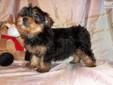 Price: $550
This advertiser is not a subscribing member and asks that you upgrade to view the complete puppy profile for this Yorkshire Terrier - Yorkie, and to view contact information for the advertiser. Upgrade today to receive unlimited access to
