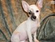 Price: $250
Precious Little White Tricolor Male Chihuahua. Amigo was born on 03-20-2013. He has a medium white coat with blue and tan markings. He weighed one pound 8 ounces at 8 weeks old, so he is charting around 4 1/2 pounds as an adult. Amigo is utd