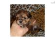 Price: $1695
YOU CANNOT GO WRONG WITH THIS REMARKABLE SHORKIE. SHE IS A TRUE TEACUP! JUST LOOK AT THAT HYPOALLERGENIC CINNAMON COAT, NOT TO MENTION SHE GIVES SWEET AS CANDY KISSES.. YOU WILL NOT FIND A BETTER DESIGNER BREED THEN THIS! GENDER : FEMALE