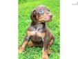 Price: $1500
This advertiser is not a subscribing member and asks that you upgrade to view the complete puppy profile for this Doberman Pinscher, and to view contact information for the advertiser. Upgrade today to receive unlimited access to
