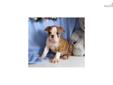 Price: $700
Adorable 3/4 English Bulldog puppy for sale. Up-to-date on vaccinations and ready to go. Shipping is available. Please call us for more details if you are interested... 570-966-2990 (calls only - no emails)
Source: