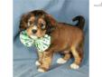 Price: $350
How cute is this little guy. He is a Beagle-poo. 1/2 Beagle, 1/2 Mini Poodle. Shipping charges are $250 with American Airlines. For more information, please visit our website at www.dogwoodacrepuppies.com, call 918 781 2503, or email . God