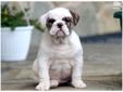 Price: $2000
This adorable, wrinkly English Bulldog puppy is cute as can be! She is ACA registered, vet checked, vaccinated and wormed. She also comes with a 1 year genetic health guarantee. She is very playful and loves people. This puppy will make a