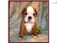 Price: $1400
Pretty Female English Bulldog Puppy. Maggie was hand raised, and she is a sweet and playful pup. Maggie is a Red and White bullie puppy. She has a very flat bully face. She has nice ropes and is loaded with wrinkles. Maggie was born on