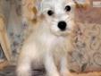 Price: $475
Pretty Female West Highland Terrier Pup. Pearl was born on 04-16-2013. She is white and a standard sized pup. She is a playful, sweet little puppy with a loving personality. She is UTD on shots and wormings and she is CKC registered. Pearl