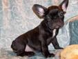 Price: $1400
Pretty little Female French Bulldog Puppy. Clover is black brindle white a bit of white on her chest. She was born on 05-27-2013. Mom and dad are both dark brindle. Her ears should be standing soon. Clover is CKC registered and is utd on