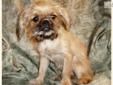 Price: $350
Pretty Little Female Griffonshire. Rayna is 1/2 Brussels Griffon and 1/2 Yorkshire Terrier. She is a beautiful beige sable color. Rayna is very playful and is a sweet little lap puppy. She is charting to weigh about 7 pounds as an adult. Rayna