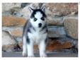 Price: $900
This attractive Siberian Husky puppy will make a great addition to any family. She is AKC registered, vet checked, vaccinated and wormed. She also comes with a 1 year genetic health guarantee. This puppy is spunky, fun-loving and a bundle of