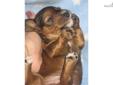 Price: $650
This advertiser is not a subscribing member and asks that you upgrade to view the complete puppy profile for this Dachshund, and to view contact information for the advertiser. Upgrade today to receive unlimited access to NextDayPets.com. Your