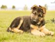 Price: $2000
This puppy has it all, looks, brains and a personality to die for! Coming out of the deserts of Eastern Utah, this boy is as sweet and inquisitive as he is beautiful. He comes from a very large father and beautiful mother - both healthy and