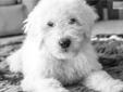 Price: $2400
Markus is a fun, playful and ADORABLE Hungarian Komondor puppy. He is currently enrolled at Puppy Steps training where he is learning over 25 total commands, manners and behaviors through hundreds of hours of individual training by