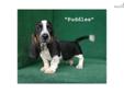 Price: $1000
PuddlesÂ is a gorgeous, very high quality,Â Black, White and Tan AKC registered basset hound male puppy. He has the LONG ears, SAD and DROOPY eyes, BIG feet and LOOSE skin for which bassets areÂ famous andÂ will fill your heart with lots of
