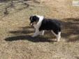 Price: $500
Tri male with white factoring . He's $500. with limited AKC reg and neuter contract.His parents can be seen on site.He is UTD on shots and vet eexam and worming.Leash trained and crate trained.
Source: