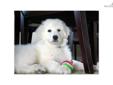 Price: $1400
This advertiser is not a subscribing member and asks that you upgrade to view the complete puppy profile for this Kuvasz, and to view contact information for the advertiser. Upgrade today to receive unlimited access to NextDayPets.com. Your