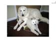 Price: $1400
This advertiser is not a subscribing member and asks that you upgrade to view the complete puppy profile for this Kuvasz, and to view contact information for the advertiser. Upgrade today to receive unlimited access to NextDayPets.com. Your