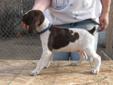 Price: $450
This advertiser is not a subscribing member and asks that you upgrade to view the complete puppy profile for this German Shorthaired Pointer, and to view contact information for the advertiser. Upgrade today to receive unlimited access to