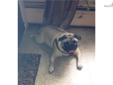 Price: $450
This advertiser is not a subscribing member and asks that you upgrade to view the complete puppy profile for this Pug, and to view contact information for the advertiser. Upgrade today to receive unlimited access to NextDayPets.com. Your