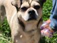 This dog is a male Pug mix. He is about 3 y ears old and weighs about 15-17 pounds. Intake date: 3/23/2012 Lost and stray animals are held at Dekalb Animal Services for five (5) business days in order to give their owners a chance to reclaim them. After