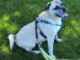 Bruce is a nice dog who is very smart, loves to go for walks and car rides. He walks well on a leash and loves to play with toys. Please come in and meet Bruce to see if he's the right dog for you. Please visit our website at