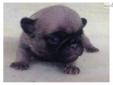 Price: $700
Shanghai is a great Female Fawn Silver Grey Pug who will love you forever. Pug puppies they are ready to go home at 8 weeks .Will go home with All Current Vaccines, Wormings, Health guarantee, Registration papers,& Microchipped, Dew claws