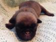 Price: $700
Zungi is a great Female Fawn Silver Grey Pug who will love you forever. Pug puppies they are ready to go home at 8 weeks .Will go home with All Current Vaccines, Wormings, Health guarantee, Registration papers,& Microchipped, Dew claws