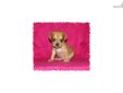 Price: $700
This little Puggle is so sweet. Her name is Abby. She are ready to go End of August. Her mother is Beagle and the father is a Pug. She is very full of life and fun. She will be about 15 to 18 pounds full grown. She will come vet checked, and