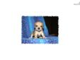 Price: $650
This little Puggle is so sweet. His name is James. He are ready to go End of August. His mother is Beagle and the father is a Pug. He is very full of life and fun. He will be about 15 to 18 pounds full grown. He will come vet checked, and will