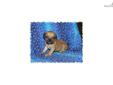 Price: $650
This little Puggle is so sweet. His name is Billy. He are ready to go End of August. His mother is Beagle and the father is a Pug. He is very full of life and fun. He will be about 15 to 18 pounds full grown. He will come vet checked, and will