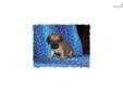 Price: $650
This little Puggle is so sweet. His name is AJ. He are ready to go End of August. His mother is Beagle and the father is a Pug. He is very full of life and fun. He will be about 15 to 18 pounds full grown. He will come vet checked, and will