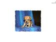 Price: $650
This little Puggle is so sweet. His name is Wrigley. He are ready to go End of August. His mother is Beagle and the father is a Pug. He is very full of life and fun. He will be about 15 to 18 pounds full grown. He will come vet checked, and