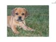 Price: $600
This advertiser is not a subscribing member and asks that you upgrade to view the complete puppy profile for this Puggle, and to view contact information for the advertiser. Upgrade today to receive unlimited access to NextDayPets.com. Your