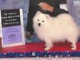 Price: $550
This is a UKC registered purple ribbon bred American Eskimo puppy. His sire is a champion eskimo. He is the dog in the picture. The puppy should mature to be about 12-14 pound. The puppy is PRA clear. Shipping is available for an extra $300.