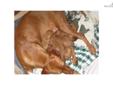 Price: $850
This advertiser is not a subscribing member and asks that you upgrade to view the complete puppy profile for this Vizsla, and to view contact information for the advertiser. Upgrade today to receive unlimited access to NextDayPets.com. Your