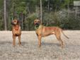 Price: $800
This advertiser is not a subscribing member and asks that you upgrade to view the complete puppy profile for this Rhodesian Ridgeback, and to view contact information for the advertiser. Upgrade today to receive unlimited access to