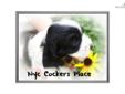 Price: $550
This advertiser is not a subscribing member and asks that you upgrade to view the complete puppy profile for this Cocker Spaniel, and to view contact information for the advertiser. Upgrade today to receive unlimited access to NextDayPets.com.