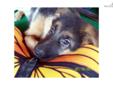 Price: $1495
This advertiser is not a subscribing member and asks that you upgrade to view the complete puppy profile for this German Shepherd, and to view contact information for the advertiser. Upgrade today to receive unlimited access to