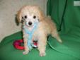 Price: $700
Small cream male 10 weeks old, AKC ready now New litters expected early & mid Sept
Source: http://www.nextdaypets.com/directory/dogs/192cc044-2c11.aspx