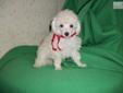 Price: $700
Small light cream male 10 weeks old, AKC ready now New litters expected early & mid Sept
Source: http://www.nextdaypets.com/directory/dogs/3159e08d-0b91.aspx