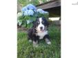 Price: $1200
This advertiser is not a subscribing member and asks that you upgrade to view the complete puppy profile for this Bernese Mountain Dog, and to view contact information for the advertiser. Upgrade today to receive unlimited access to
