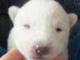 Price: $700
Solid white puppy AKC Ch. Bloodline 8 days old. Raised on Family Farm in Middle Tennessee. Solid white with blue eyes. References available. www.sartainsiberianhuskypuppies.net bsartain#blomand.net.Price $700 for LimitedRegistration and $850