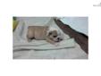 Price: $2200
This advertiser is not a subscribing member and asks that you upgrade to view the complete puppy profile for this Bulldog, and to view contact information for the advertiser. Upgrade today to receive unlimited access to NextDayPets.com. Your