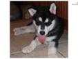 Price: $250
This advertiser is not a subscribing member and asks that you upgrade to view the complete puppy profile for this Alaskan Malamute, and to view contact information for the advertiser. Upgrade today to receive unlimited access to
