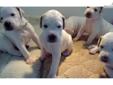 Price: $600
This advertiser is not a subscribing member and asks that you upgrade to view the complete puppy profile for this Pointer, and to view contact information for the advertiser. Upgrade today to receive unlimited access to NextDayPets.com. Your