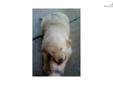 Price: $500
This advertiser is not a subscribing member and asks that you upgrade to view the complete puppy profile for this Golden Retriever, and to view contact information for the advertiser. Upgrade today to receive unlimited access to