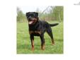 Price: $975
This advertiser is not a subscribing member and asks that you upgrade to view the complete puppy profile for this Rottweiler, and to view contact information for the advertiser. Upgrade today to receive unlimited access to NextDayPets.com.
