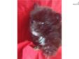 Price: $400
Pomeranian female. UTD vaccinations and worming. Wormed with Pyrantel every two weeks starting at two weeks old. 7-8-13 Neopar given. 7-22-13 5-way shot given.
Source: http://www.nextdaypets.com/directory/dogs/37c2cc3c-dd91.aspx