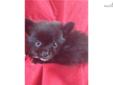 Price: $400
Pomeranian female. UTD vaccinations and worming. Wormed with Pyrantel every two weeks starting at two weeks old. 7-8-13 Neopar given. 7-22-13 5-way shot given.
Source: http://www.nextdaypets.com/directory/dogs/7fa26d99-e2c1.aspx